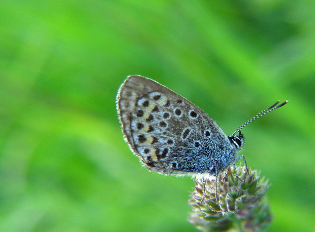 modráčik čiernoobrúbený Plebejus argus