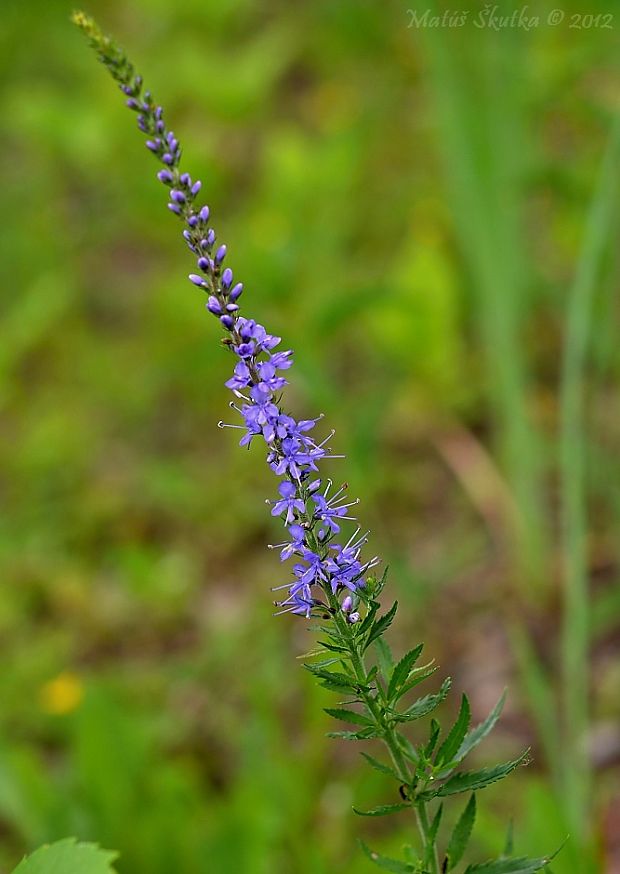 veronikovec Pseudolysimachion sp.