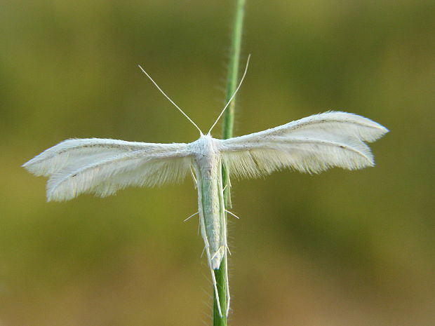 pierkavec povojový Pterophorus pentadactyla