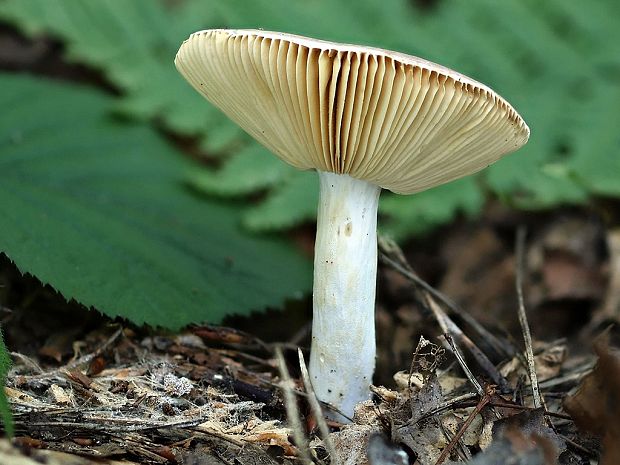 plávka ametystová olivovastá Russula amethystina var. subolivascens Socha