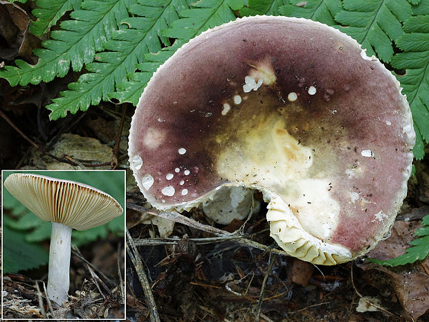 plávka ametystová olivovastá Russula amethystina var. subolivascens Socha