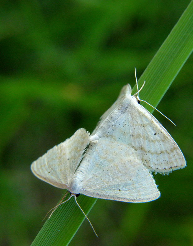 piadica bylinna Scopula immutata