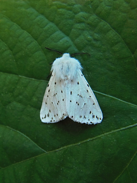 spriadač obyčajný Spilosoma lubricipeda