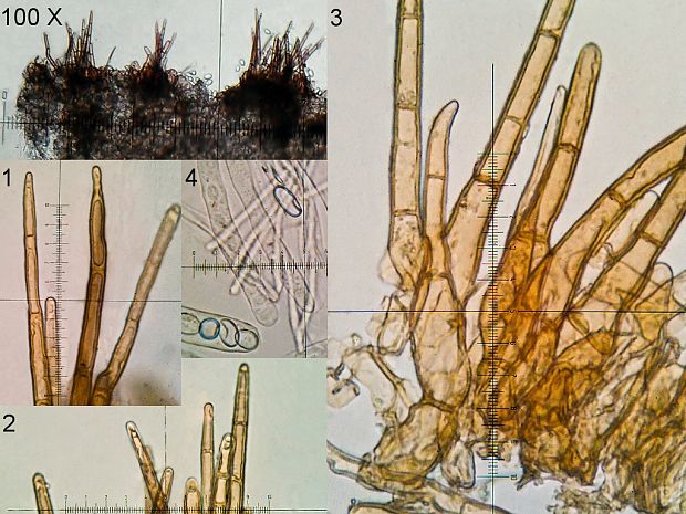 tricharína sivohnedá Tricharina gilva (Boud. ex Cooke) Eckblad