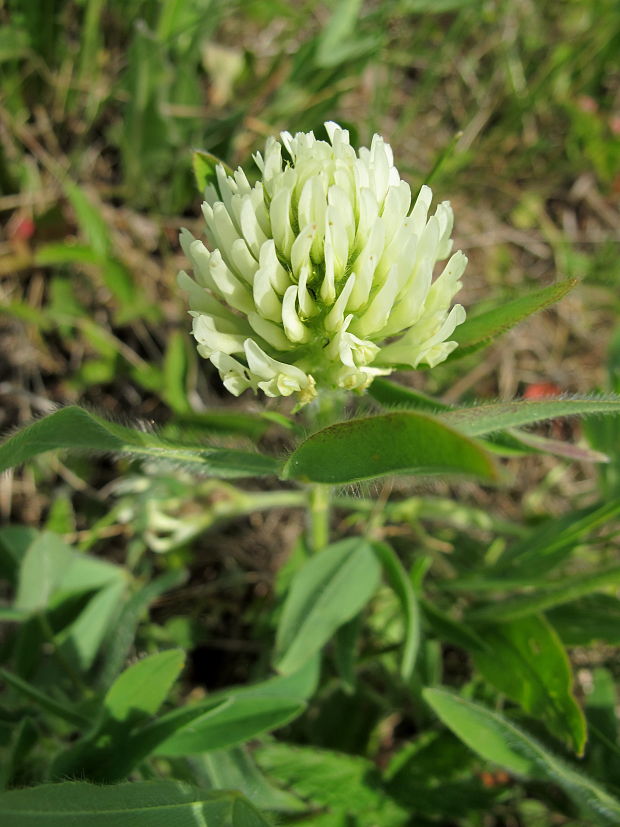 ďatelina bledožltá Trifolium ochroleucon Huds.