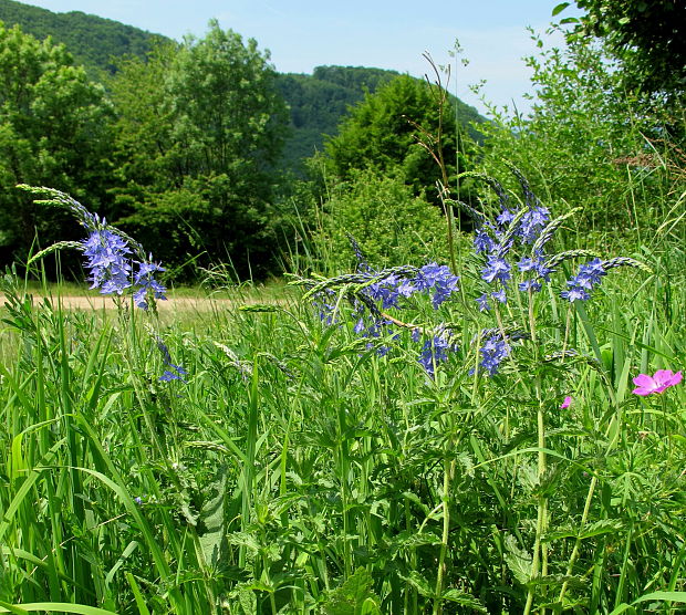 veronika hrdobarkovitá Veronica teucrium L.