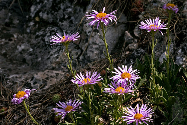 astra alpínska Aster alpinus L.