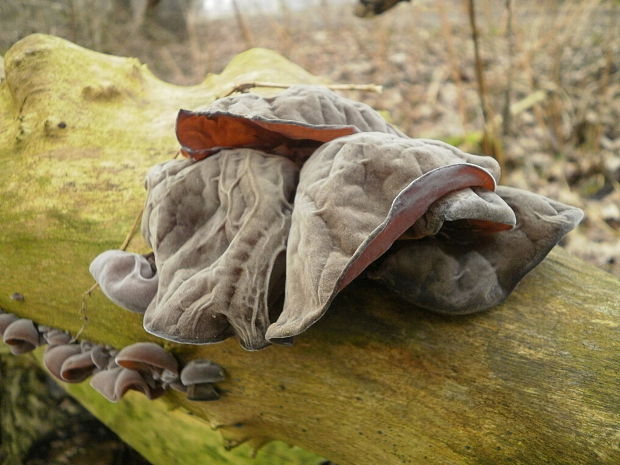 uchovec bazový Auricularia auricula-judae (Bull.) Quél.