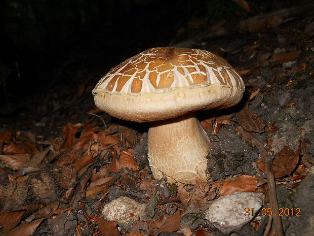 hríb sosnový Boletus pinophilus Pil. et Dermek in Pil.