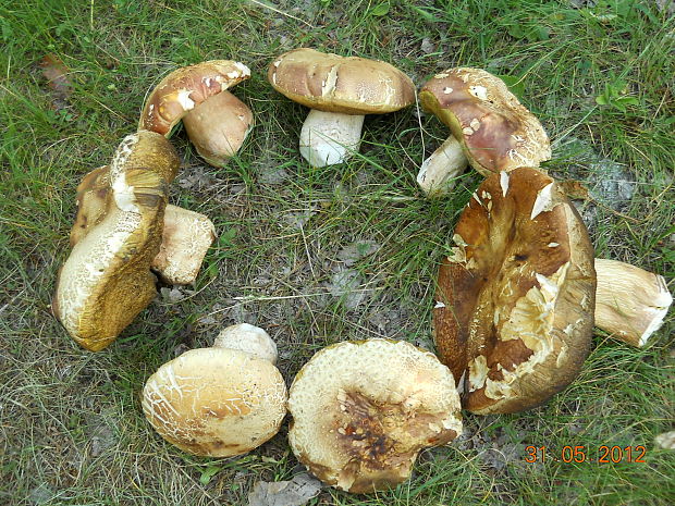 hríb sosnový Boletus pinophilus Pil. et Dermek in Pil.