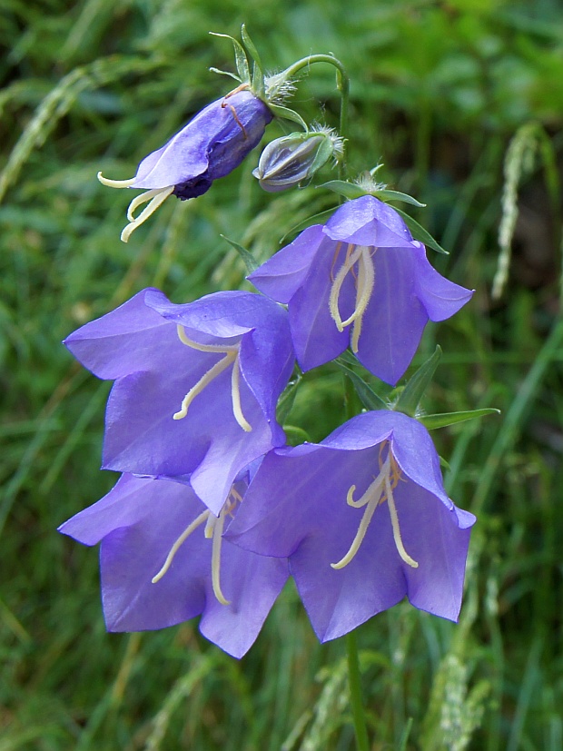 zvonček broskyňolistý Campanula persicifolia L.