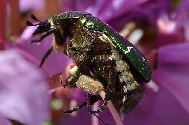 zlatoň obyčajný Cetonia aurata