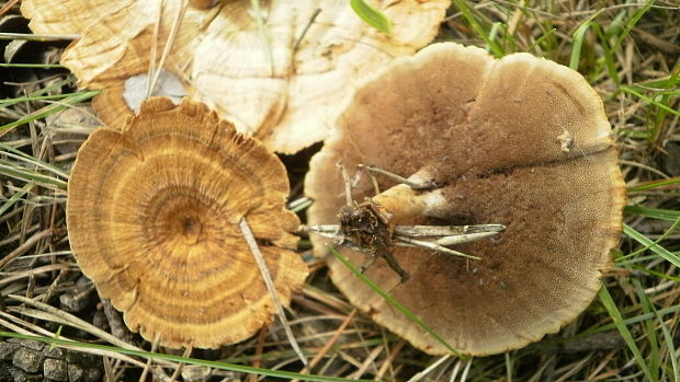 kožovník pásikavý Coltricia perennis (L.) Murrill