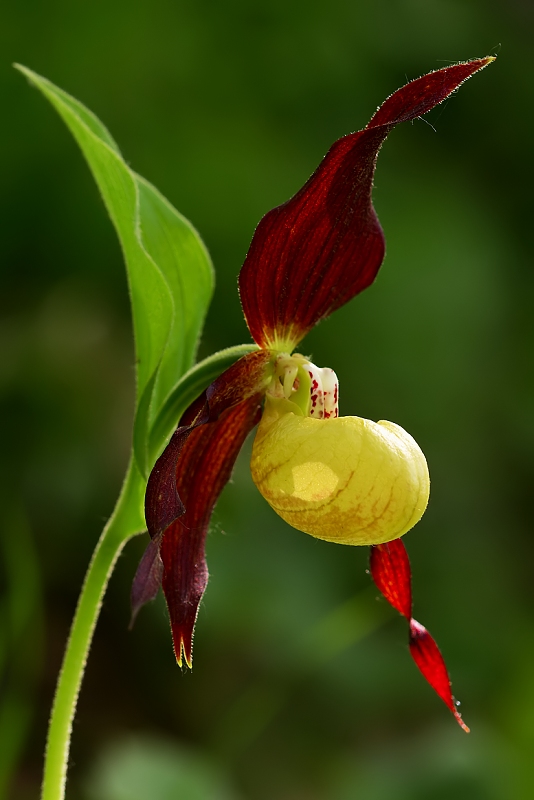 črievičník papučkový Cypripedium calceolus L.