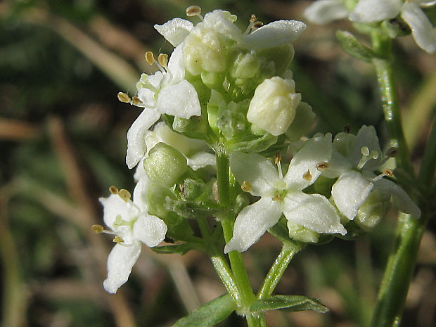 lipkavec severný Galium boreale L.