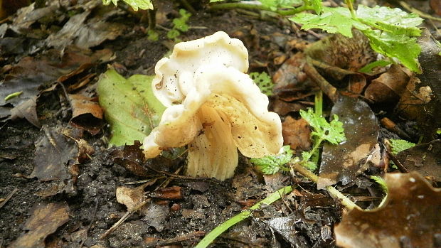 chriapač kučeravý Helvella crispa (Scop.) Fr.