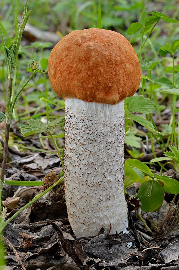 kozák osikový Leccinum albostipitatum den Bakker & Noordel.