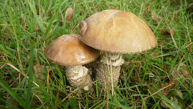 kozák brezový Leccinum scabrum (Bull.) Gray