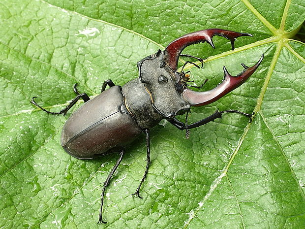 roháč veľký Lucanus cervus