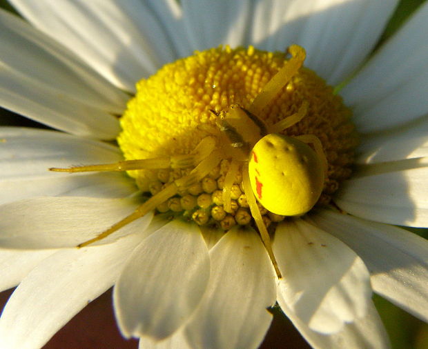 kvetárik dvojtvarý Misumena vatia