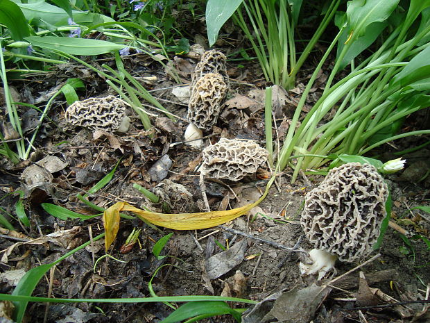 smrčok jedlý Morchella esculenta (L.) Pers.