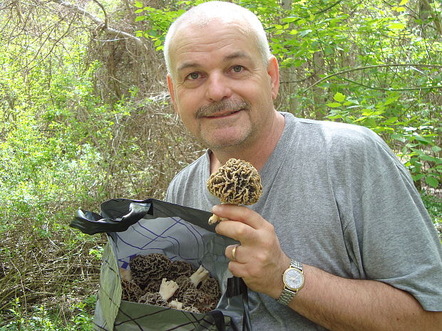 smrčok jedlý Morchella esculenta (L.) Pers.