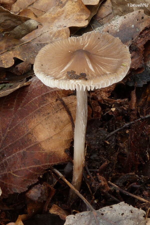 prilbička??? Mycena sp.