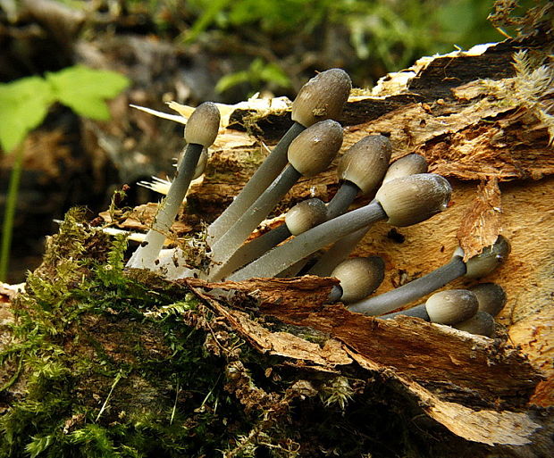 prilbička hnedosivá Mycena tintinnabulum (Paulet) Quél.