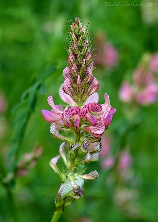 vičenec vikolistý Onobrychis viciifolia Scop.