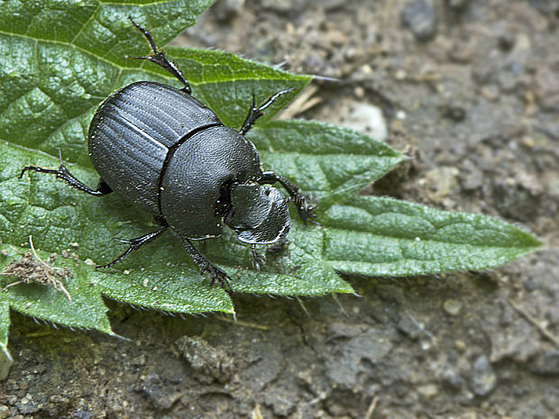 lajniak  Onthophagus verticicornis
