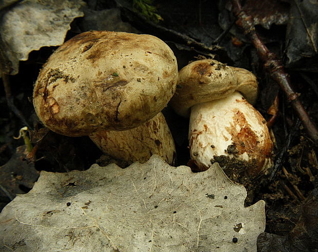 čechračka podvinutá Paxillus involutus (Batsch) Fr.