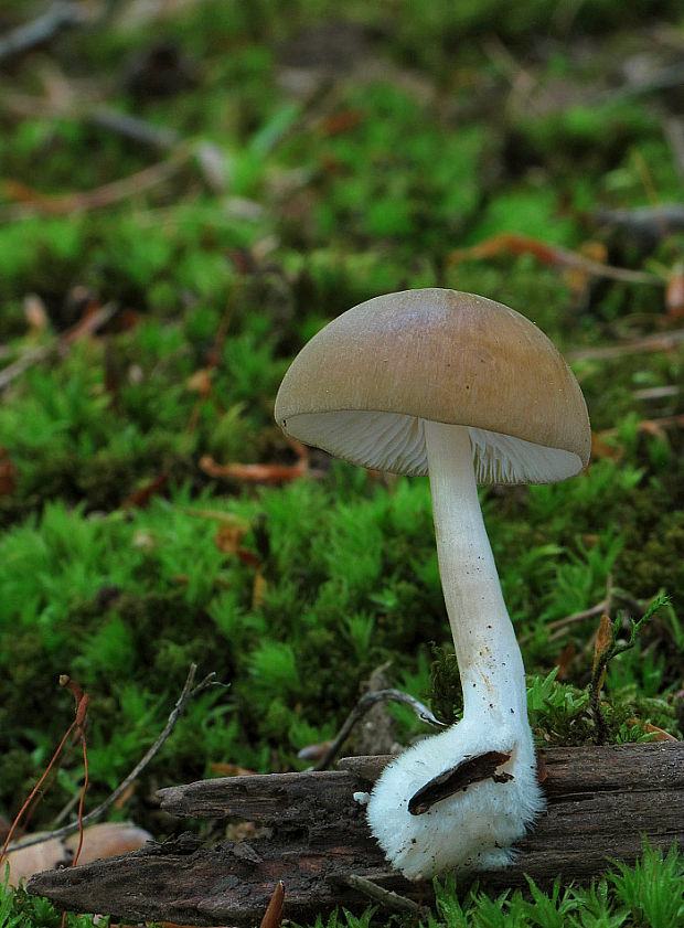 štítovka Pluteus sp.