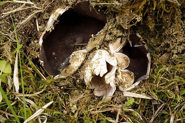 tulipánovka fialová Sarcosphaera coronaria (Jacq.) J. Schröt.