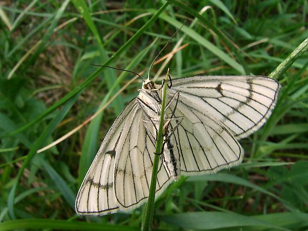 piadivka žilkovaná Siona lineata