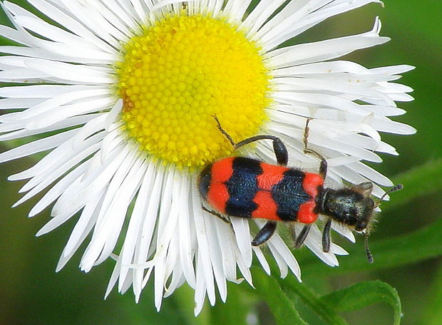 pestroš včelí  Trichodes apiarius  Linnaeus, 1758