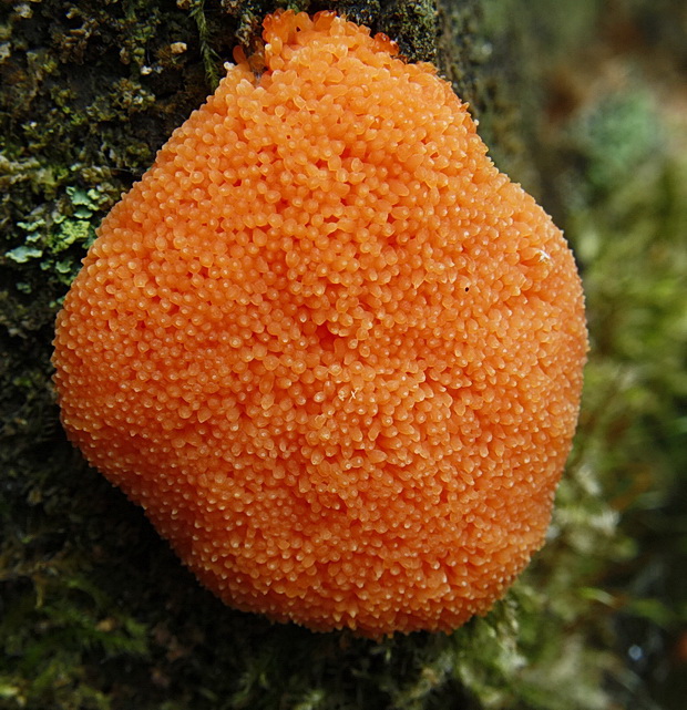 jahodník sasankovitý  Tubifera ferruginosa (Batsch) J.F. Gmel.