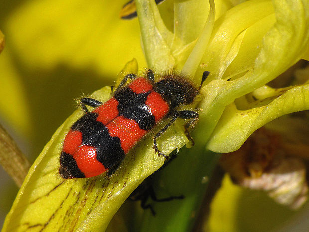 pestroš včelí   Trichodes apiarius