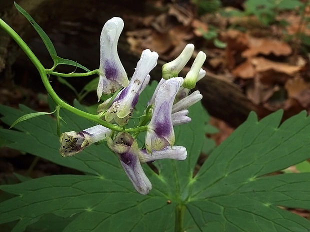 prilbica moldavská Aconitum moldavicum Hacq. ex Rchb.