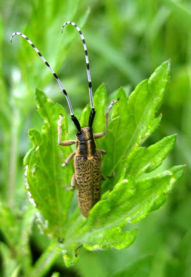 vrzúnik úzkoštíty Agapanthia villosoviridescens DeGeer, 1775