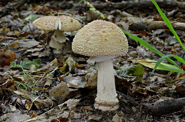 muchotrávka červenkastá Amanita rubescens Pers.