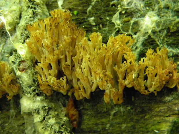 korunovec svietnikovitý Artomyces pyxidatus (Pers.) Jülich