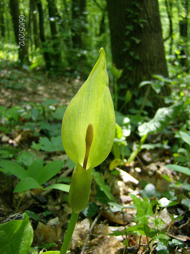 áron alpský Arum alpinum Schott et Kotschy