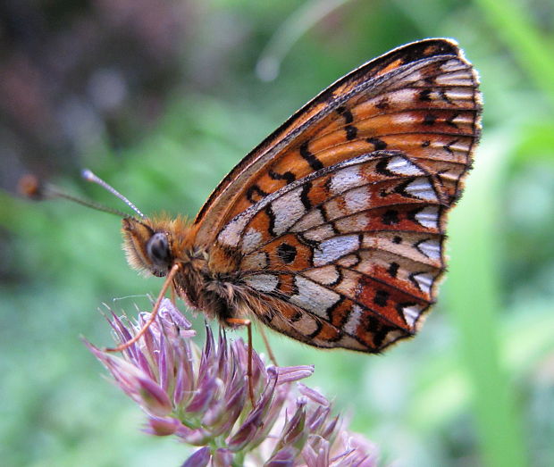 perlovec dvanastskvrnny Boloria selene