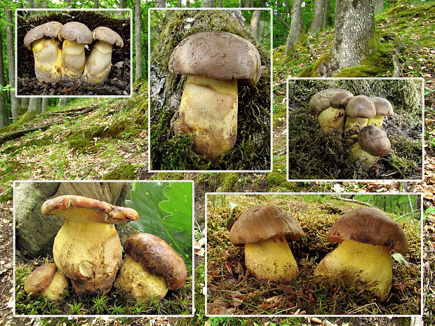 hríb príveskatý Butyriboletus appendiculatus