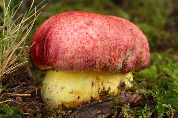 hríb kráľovský Butyriboletus regius (Krombh.) D. Arora & J.L. Frank