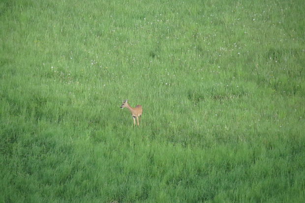 srna lesná Capreolus capreolus