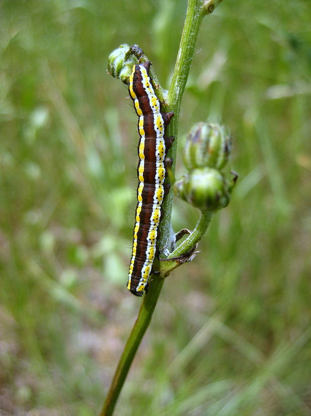 mora mrkvová - húsenica Cucullia lucifuga