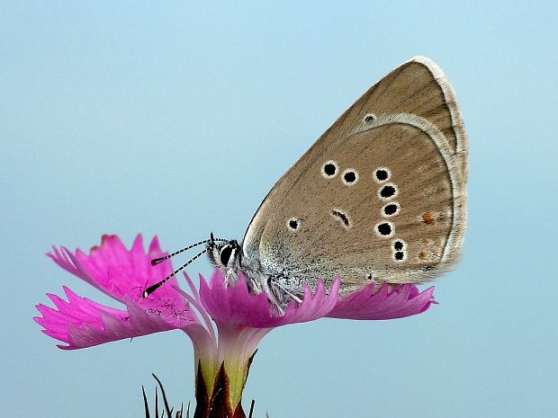 modráčik lesný Cyaniris semiargus Rottemburg, 1775