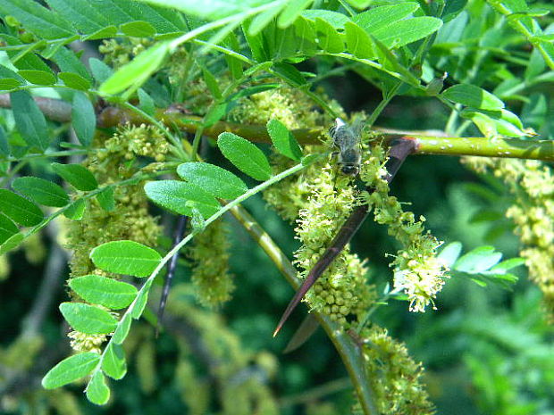 gledíčia trojtŕňová Gleditschia triacanthos L.