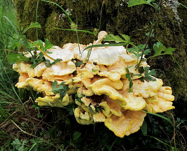 sírovec obyčajný Laetiporus sulphureus (Bull.) Murrill